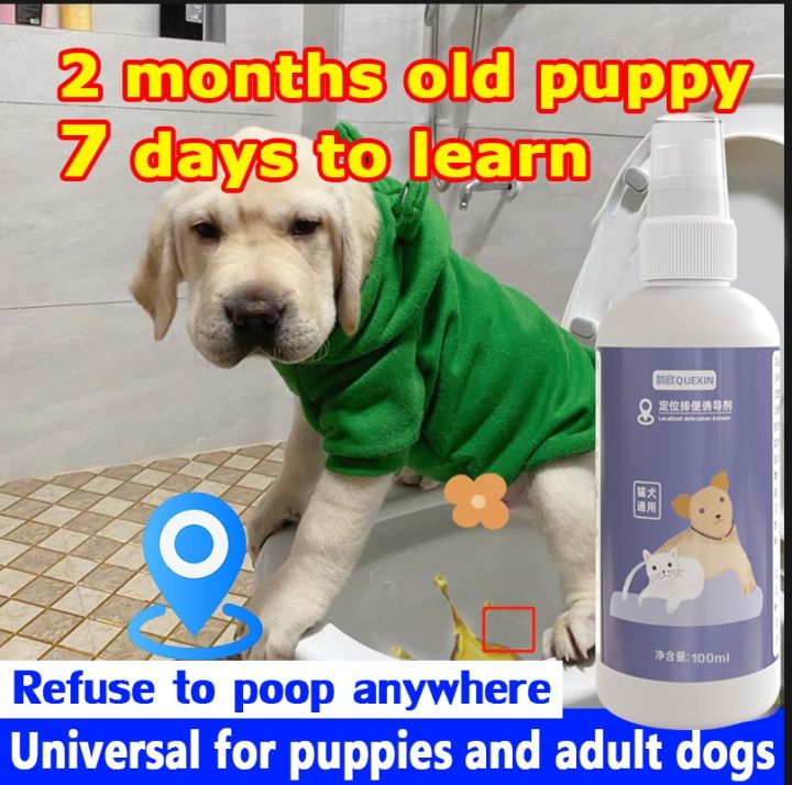 Bodhi Dog Not Here Spray 32oz + Potty Training Spray 8oz Bundle : Bodhi Dog