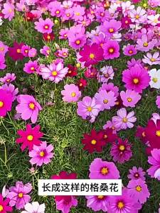 格桑花花种籽子波斯菊庭院花卉七彩野花组合草坪四季播种开花种子