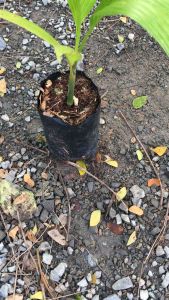 หมากเตี้ย หมากพันธุ์ต้นเตี้ย