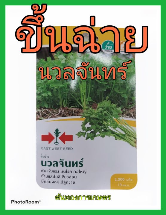 ศรแดง ขึ้นฉ่าย นวลจันทร์ 2,000 เมล็ด กลิ่นหอม ดูแลง่าย ทนโรค