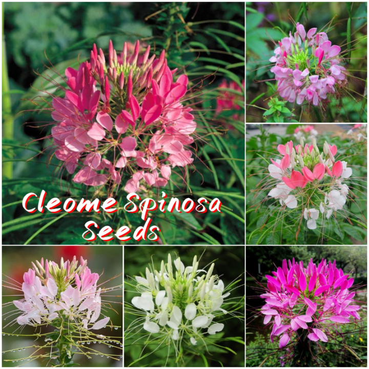 [Easy to grow in Philippines] Cleome Spinosa Seeds for Planting Flowers