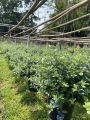 พยับหมอก Plumbago auriculata ดอกสีขาวปนฟ้าอมเทา ออกเป็นช่อแบบช่อกระจุกแน่นที่ปลายกิ่ง ใบสีเทาเป็นเอกลักษณ์💚. 