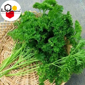 Curled Parsley Seeds - (100SEEDS) Moss Curled Parsley Seeds