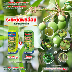 ขยายผลมะม่วง ขั้วเหนียว ขยายผล ติดผลดก ป้องกันผลร่วง แก้ปัญหาผลเล็ก ชุดคู่ 1 ลิตร