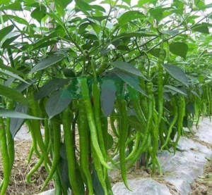 Hạt giống ớt xanh dài hạt giống nhập khẩu nội địa Trung y hình shop đăng - Hoang My food and beauty