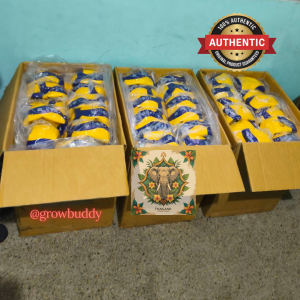 AUTHENTIC ORIGINAL MIKASA V300W MIK-V300W size 5 FIVB approved THAILAND volleyball dimpled BRAND NEW with FEEBIES WITH FREE GIFTS Rubber balls set outdoor indoor BEST SELLER Dimple SURE LEGIT