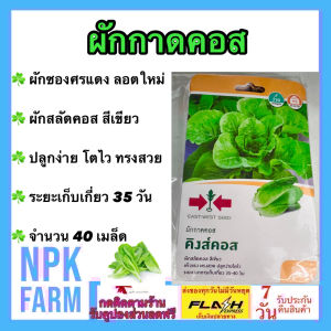 ศรแดง ผักกาด ผักสลัดคอส คิงส์คอส [ จำนวน 40 เมล็ด/ซอง] 10/03/2569   สีเขียว ทรงต้นสวย ต้นแข็งแรง ปลูกง่าย โตไว ระยะเก็บเกี่ยว 35-40 วัน