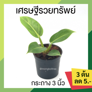 💥โปร 2.2 🔥 [แพ๊ก 10 ต้น] เศรษฐีรวยทรัพย์ กระถาง 3 นิ้ว ฟอร์มสวย ต้นไม้มงคล เสริมโชคลาภ ไม้ฟอกอากาศ ปลูกเสริมบารมี ต้นไม้มงคลรวยๆ