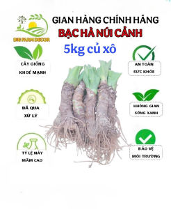 combo 5kg củ bạc hà núi củ xô trồng kiểng