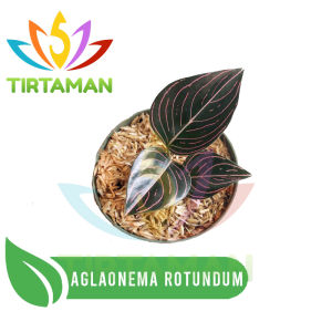 Aglaonema / Aglonema Rotundum Aceh