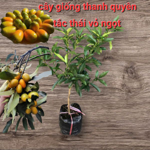 CÂY GIỐNG TẮC THÁI VỎ NGỌT TẮC MỸ QUẤT THÁI (CAM KẾT 100% CHUẨN GIỐNG) CÂY ĐANG CÓ HOA VÀ TRÁI CAO 50 - 70cm
