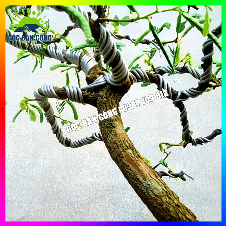 C%C3%A2y%20Me%20Bonsai%20Mini%20D%C3%A1ng%20B%E1%BA%A1t%20Phong%20Gi%C3%B3%20L%C3%B9a%20-%20Image%208