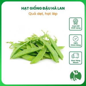 Hạt giống đậu Hà Lan quả xanh dẹt hạt lép - Gói 15gr khoảng 60 hạt - Nhập khẩu Thái Lan