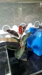 thailand black prince ( FOR LUZON ONLY)