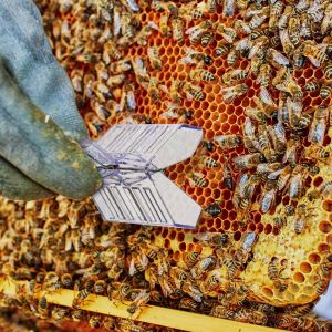 Kurungan Ratu Lebah Model Capit Raja Karantina Penjara Sementara Queen Cage Tawon Kawanan Koloni Lebah Jepit Jepitan Kualitas Tinggi Original Bergaransi Mengerubungi Anti Kabur Atau Hijrah Apis Cerana Apis Mellifera Lebah Lokal Lebah australia Rumah Lebah