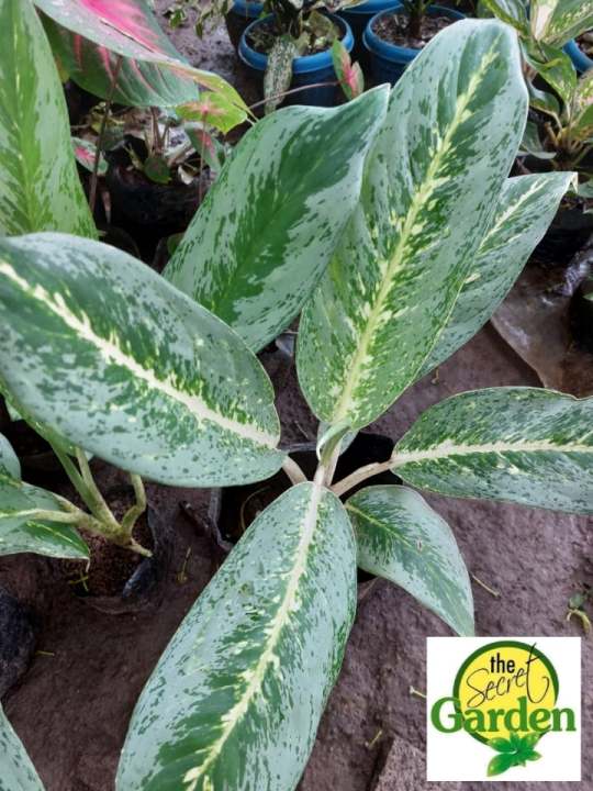 Aglaonema Emerald Bay (Actual Photo) with FREE plastic pot and garden ...