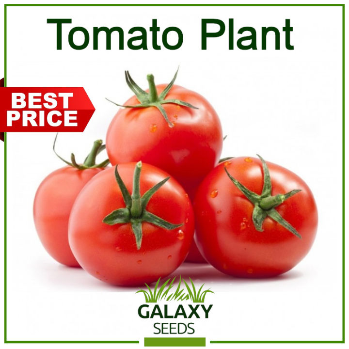 [Galaxy Seeds] Value Pack Tomato Seeds for Planting Vegetable Plants