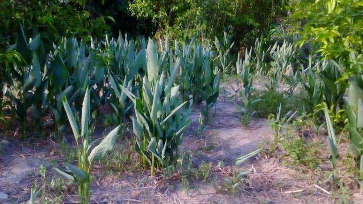 B%E1%BB%99t%20B%C3%ACnh%20Tinh%20(1kg)%20-%20Image%207