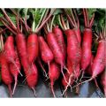 Hạt Giống Củ Cải Đỏ Dài mini dể trồng-gói 5gram(tặng kèm phân bón). 