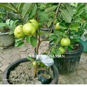 BIBIT JAMBU KRISTAL PUTIH OKULASI TANPA BIJI CEPAT BERBUAH (BISA DI TARUH POT)