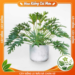 Cây Kiểng Lá Trầu Bà Chân Vịt - Vẻ Đẹp Sang Trọng Dễ Trồng Trang Trí Nhà Cửa Ban Công Sân Vườn Văn Phòng