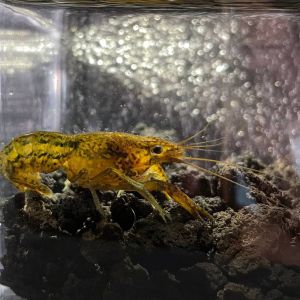 Marble for decorate aquarium 5 Pcs percuma 2 pcs