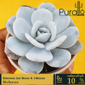 ต้นไม้อวบน้ำ กุหลาบหิน อิชิเวเรียเลาอาย ลาวอ้าย echeveria laui #succulent #laui