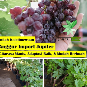 Bibit Tanaman Anggur import jupiter (hasil grafting) cepat berbuah bibit anggur jupiter seedles