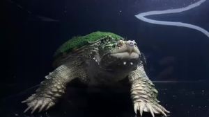 《强推精品》【爆刺凶猛】原种鳄龟杂佛北美观赏小鳄龟肉食龟小乌龟家养佛鳄龟