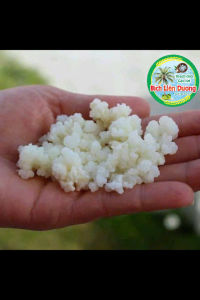 COMBO ĐẦY ĐỦ NẤM SỮA KEFIR LÀM SỮA CHUA TẠI NHÀ