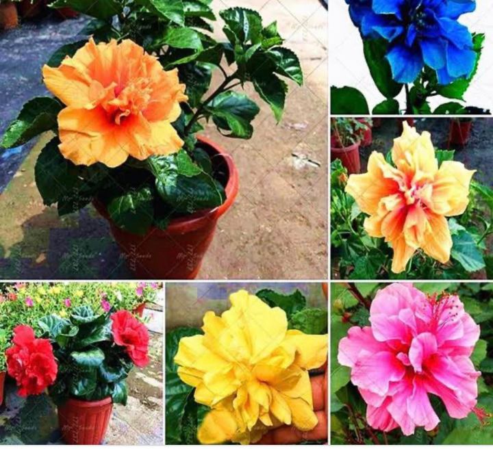 Gumamela Mixed Flower Seeds Home Garden | Lazada PH