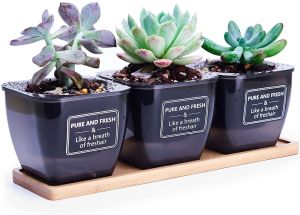 NEXCAM Self watering translucent PP planter pots set of 3 with Bamboo Tray Base for indoor tiny herb plants violets succulents & Office  Home Decor