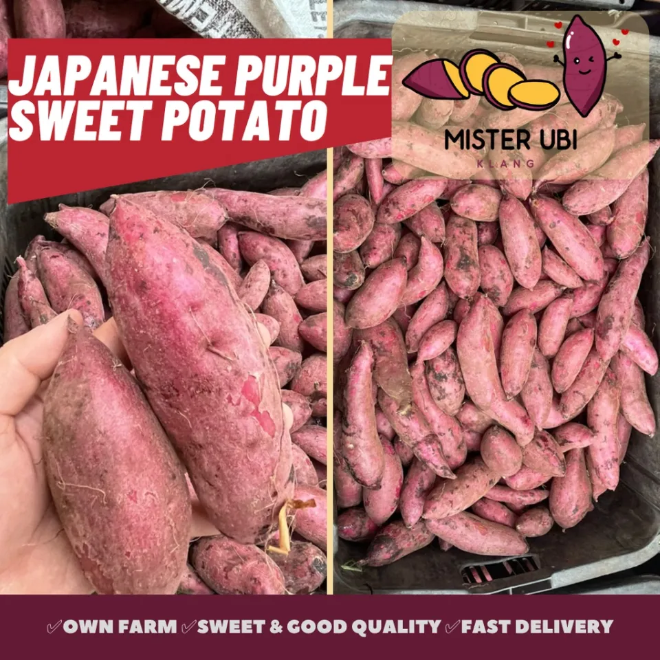 NEXT DAY DELIVERY] 10kg Purple Sweet Potato FRESH FROM FARM 🍠 Ubi