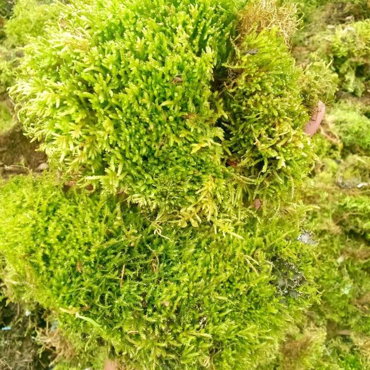 10 grams Dried Moss / Sphagnum Moss /Soil Conditioner | Lazada PH