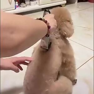 2026 Hot Sale [ Shipped from China ] Dog Hair Clipper Pet Electric Clipper Electric Hair Trimmer Set Hair Cutting Scissors B3