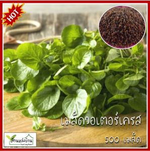 500 เมล็ด วอเตอร์เครส Watercress (Nasturtium officinale) สลัดน้ำ เมล็ดวอเตอร์เครส