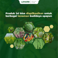 Fungisida Rovral 50WP 100gr Iprodion Pencegah Mboler Bawang Merah. 