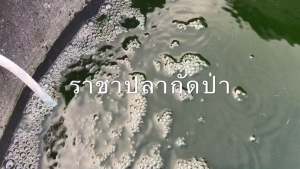 Racha หัวเชื้อน้ำเขียว รับประกันเขียวเข้ม 600 มล น้ำเขียวไรแดง