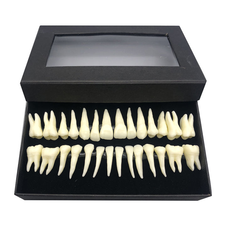 Complete fake teeth model Oral monochromatic permanent tooth model and ...