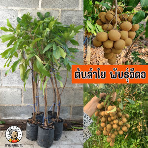 ต้นลำไยอีดอ ขนาด 70 - 100 ซม. รสหวาน กรอบ ลูกดก ผลโตสม่ำเสมอ เป็นลำไยที่ดูแลรักษาง่าย ทนทานต่อโรคแมลงดี ชาวสวนนิยมปลูกมากที่สุด เพราะราคาดี