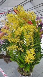 Hoa lan denro rồng xanh