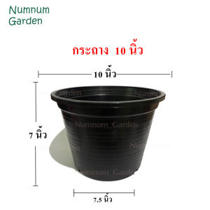 กระถางดำ 10 นิ้ว กระถางต้นไม้พลาสติก กระถางกระบองเพชร กระถางแคคตัส