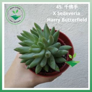 Import Real Live Succulent Pokok Hidup Cacti Kaktus Sukulen [X Sedeveria Harry Butterfield]