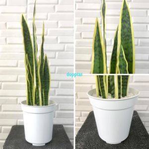 Pohon Artificial Daun Lidah Mertua X5 Latex Pot Effiel Putih Plastik Tanaman Sansevieria Hias Imitasi Pajangan Dekorasi Ruangan Rumah Kantor Home Decor Aesthetic