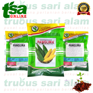 PANGLIMA 1.750 biji F1 - Benih bibit jagung manis hibribida - mudah tanam jagung besar jumbo