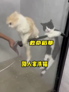 Chăm Sóc Da Vật Nuôi Khăn Lau Norinse Thiên Nhiên Công Thức An Toàn Găng Tay Khăn Lau Cho Chó Con Mèo Con Mèo Con Bụi Bẩn Bàn Chân Lông Thú Dung dịch làm sạch