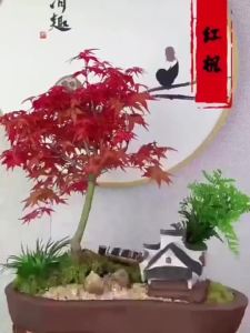 (50Seeds/Pack) American Red Maple Tree Seeds For Planting/Bonsai Red Maple Seeds