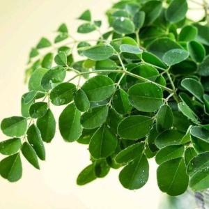 Moringa Oleifera -  - Pokok Kelor - सहजन का पौधा Moringa Oleifera – Nutrient-Packed Leaves Edible Superplant Fast Growing Herbal Use Garden Essential LIVE PLANT