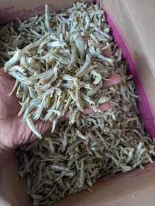 COD ikan asin teri jengki murah 1 kg