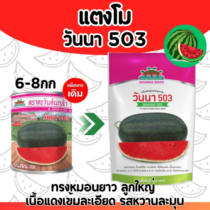 6 อันดับ เมล็ดพันธุ์แตงโม ยี่ห้อไหนดี? อัปเดตปี 2026